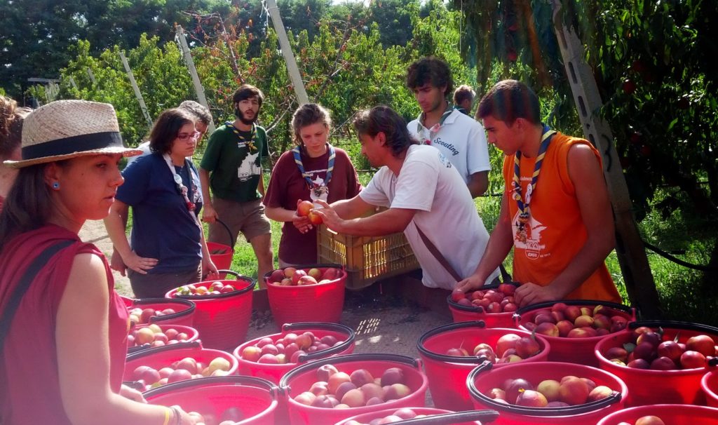 scout CNGEI e LIBERA - raccogliere la frutta